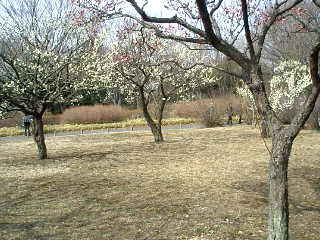 昭和記念公園花木園