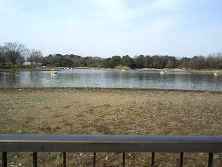 昭和記念公園水鳥の池