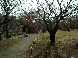 昭和記念公園花木園