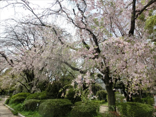 千鳥ヶ淵