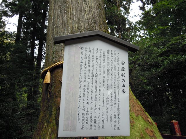 箱根神社 老杉 箱根神社 老杉