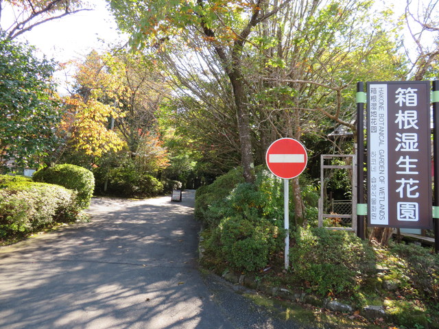 箱根湿生花園 箱根湿生花園