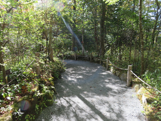 箱根湿生花園 箱根湿生花園