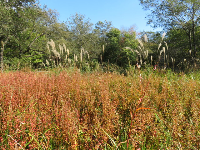 箱根湿生花園 箱根湿生花園