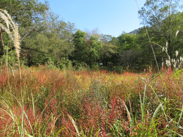 箱根湿生花園 箱根湿生花園