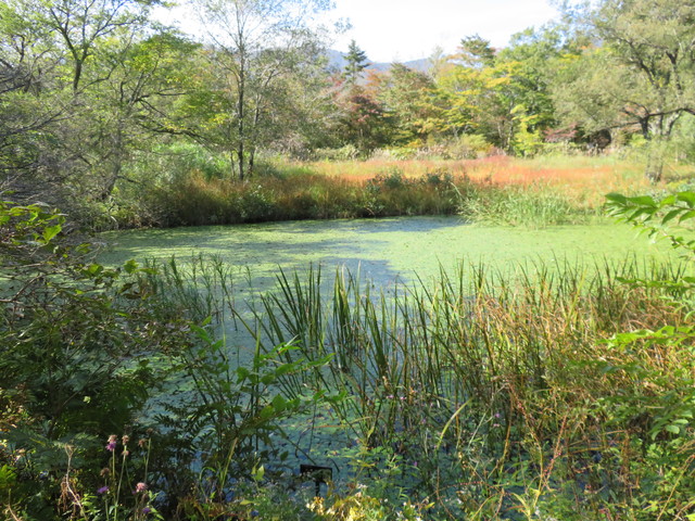 箱根湿生花園 箱根湿生花園