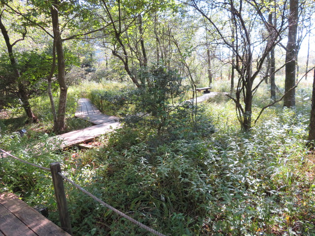 箱根湿生花園 箱根湿生花園