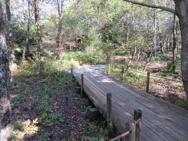 箱根湿生花園 箱根湿生花園