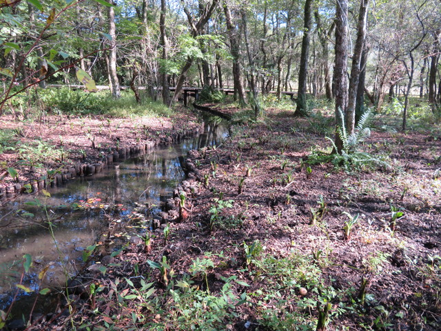 箱根湿生花園 箱根湿生花園