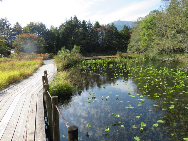 箱根湿生花園 箱根湿生花園