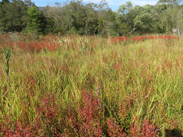 箱根湿生花園 箱根湿生花園
