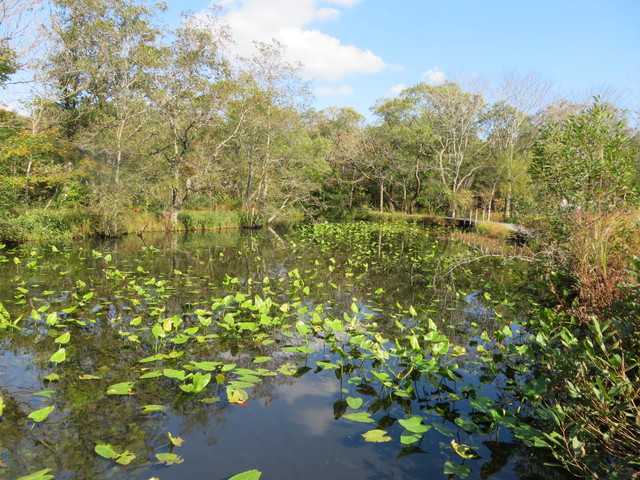 箱根湿生花園 箱根湿生花園