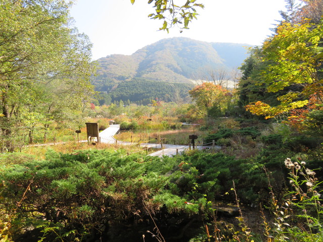 箱根湿生花園 箱根湿生花園