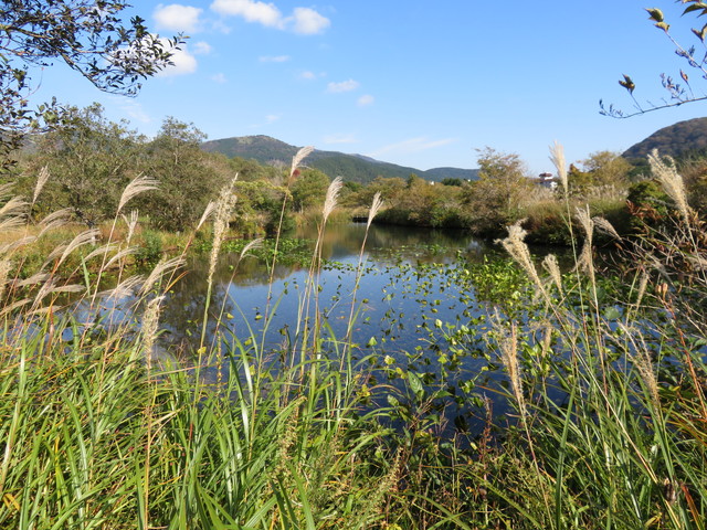 箱根湿生花園 箱根湿生花園