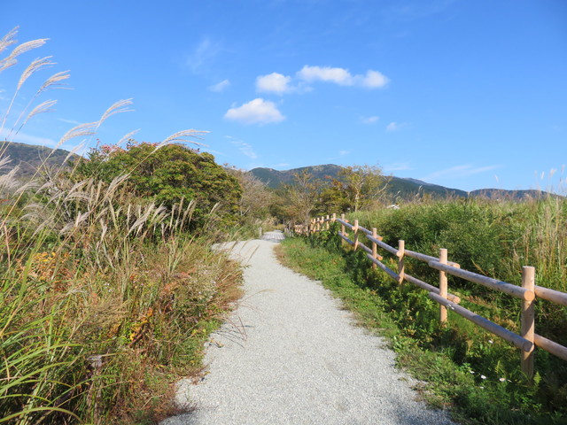 箱根湿生花園 箱根湿生花園