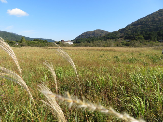 箱根湿生花園 箱根湿生花園