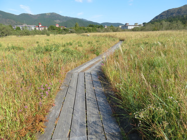 箱根湿生花園 箱根湿生花園