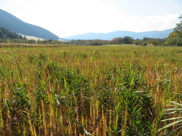 箱根湿生花園 箱根湿生花園