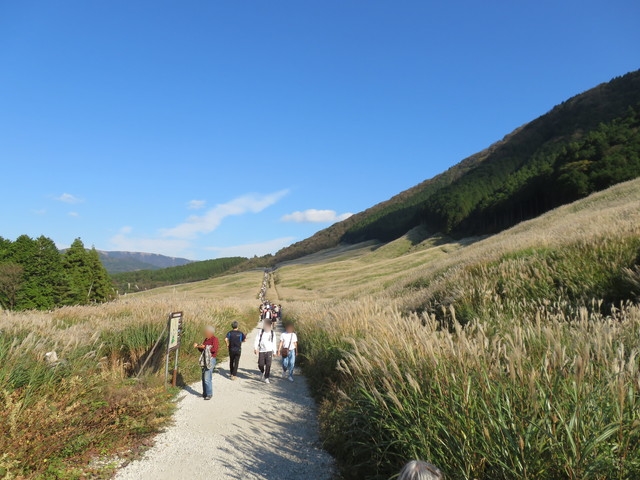 仙石原ススキ草原 仙石原ススキ草原