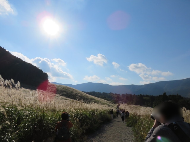 仙石原ススキ草原 仙石原ススキ草原