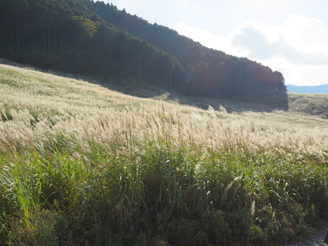 仙石原ススキ草原 仙石原ススキ草原