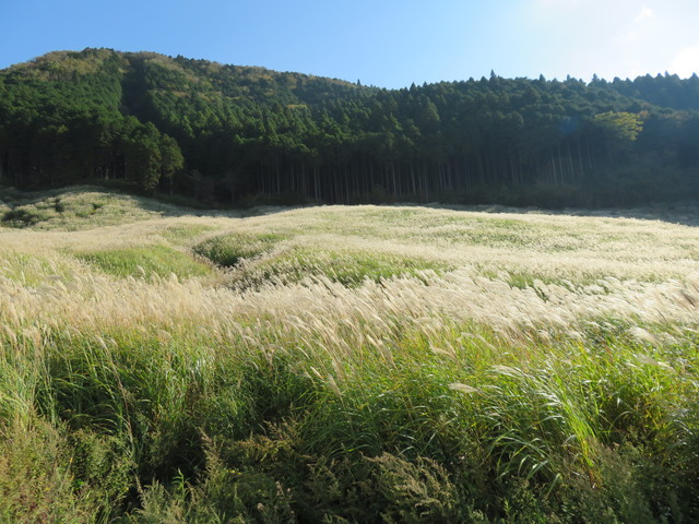 仙石原ススキ草原 仙石原ススキ草原
