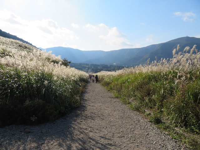 仙石原ススキ草原 仙石原ススキ草原