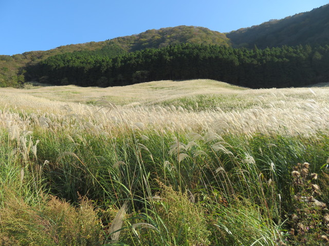 仙石原ススキ草原 仙石原ススキ草原