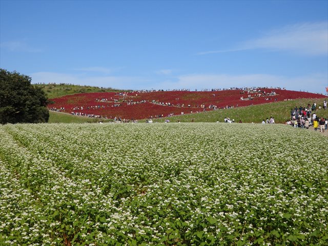 みはらしの里 みはらしの里