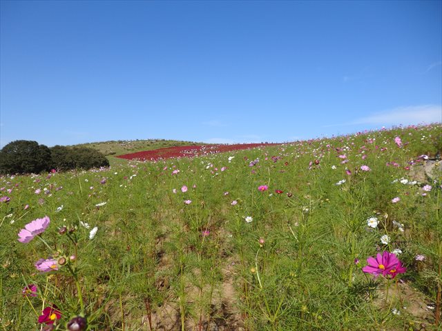 みはらしの丘 みはらしの丘