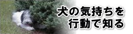 犬の仕草で気持ちを知る